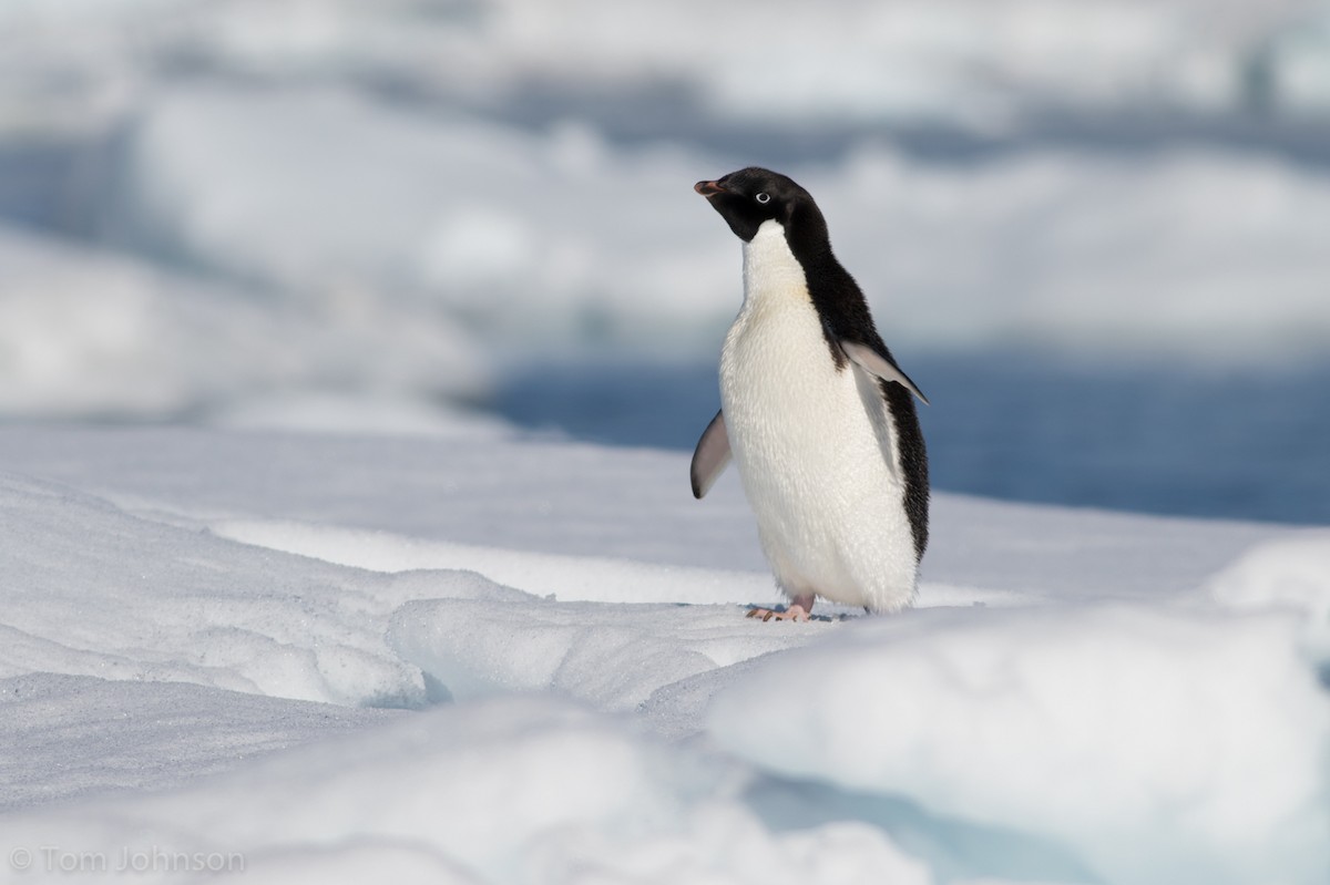 Adelie Penguin - Tom Johnson