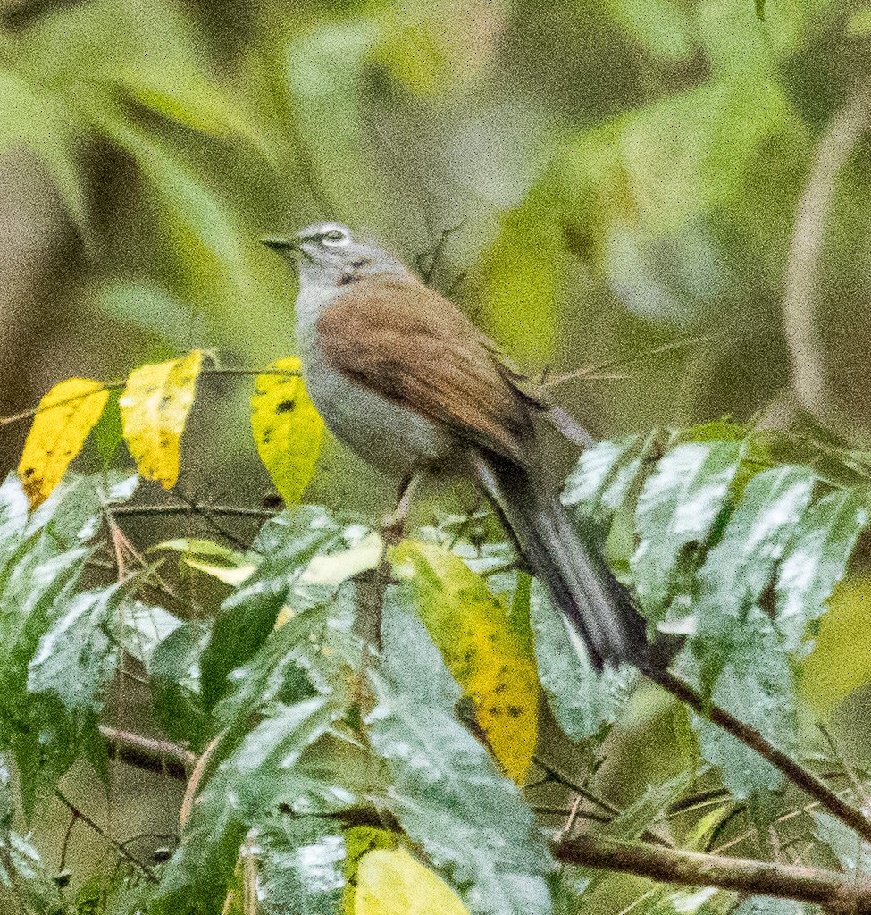 Brown-backed Solitaire - Tracy McLellan