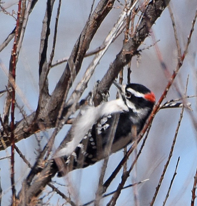 Downy Woodpecker (Eastern) - ML87035391