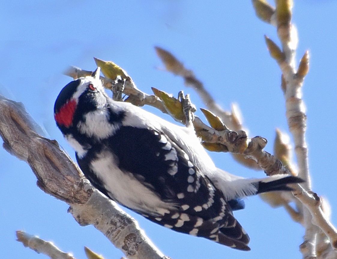 Downy Woodpecker (Eastern) - ML87035401
