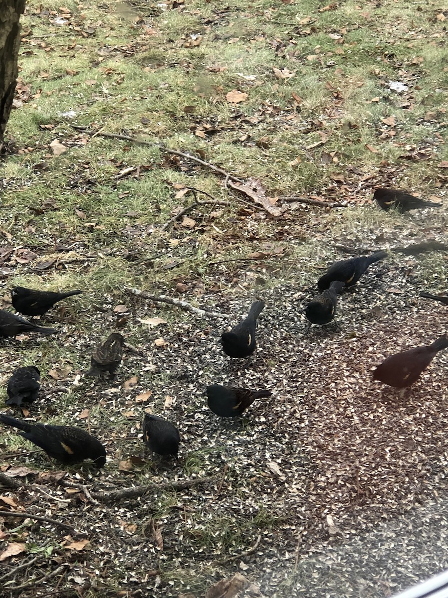 Red-winged Blackbird - ML87036931