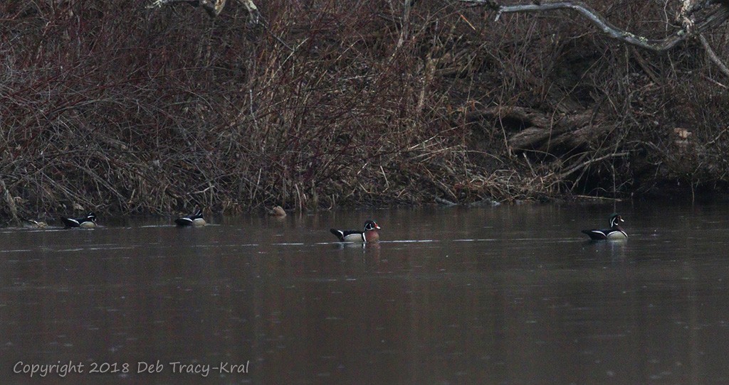 Wood Duck - ML87037251