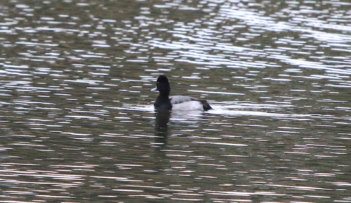 Lesser Scaup - ML87037801