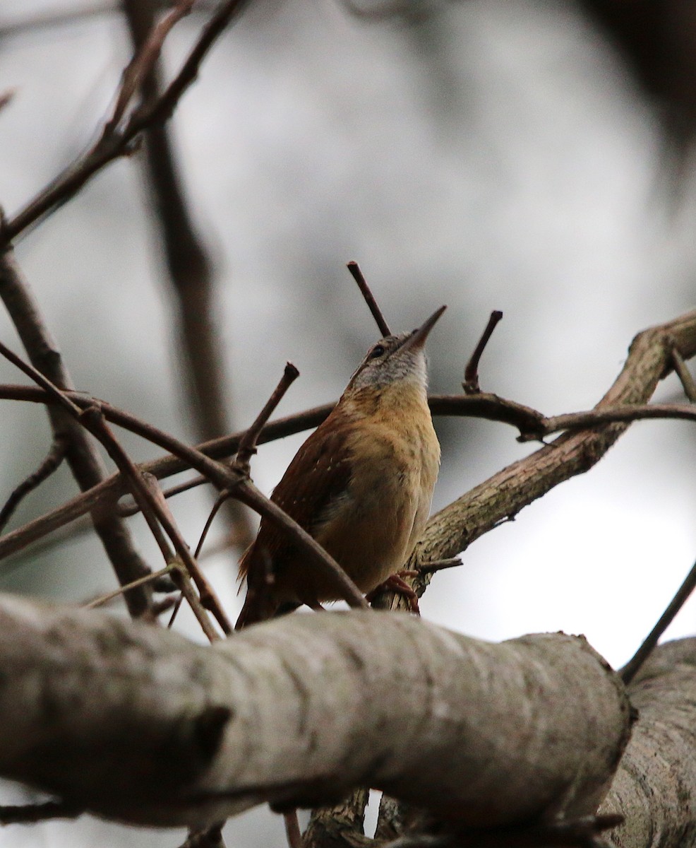 Carolina Wren - ML87038411