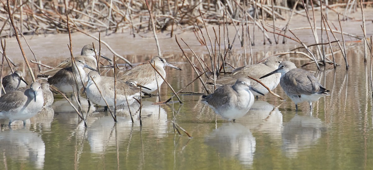 Willet - Andrew Haffenden