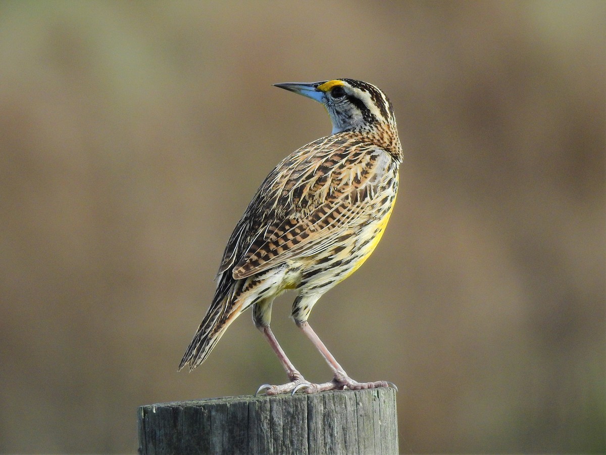 Eastern Meadowlark - ML87040961