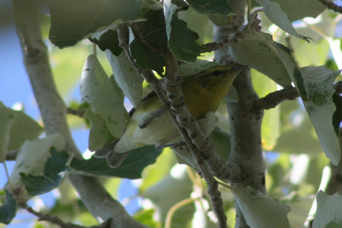 Tennessee Warbler - ML87041871