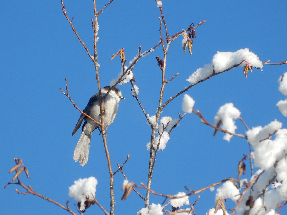 Canada Jay - Janet Lamberson