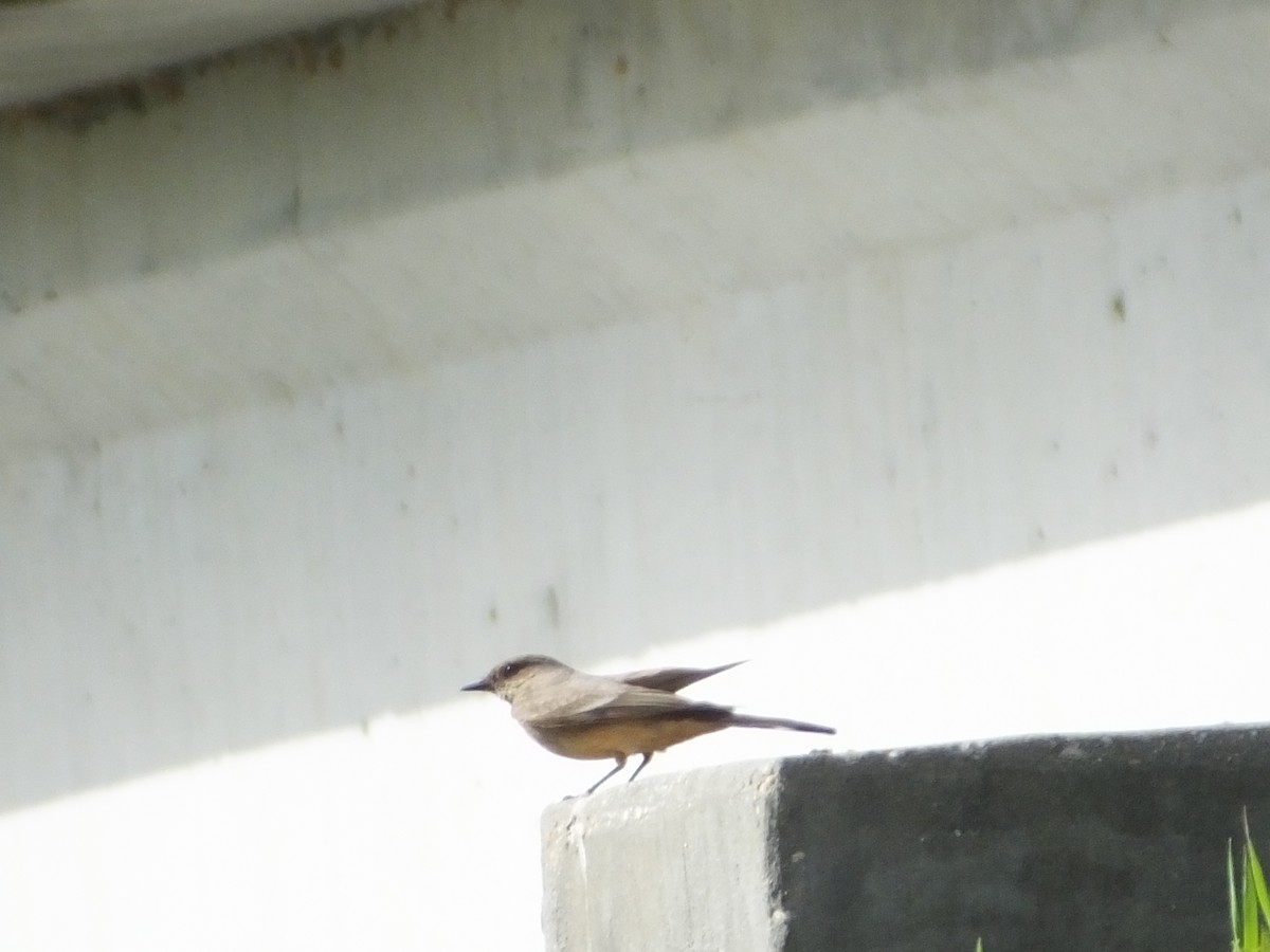 Say's Phoebe - ML87045071