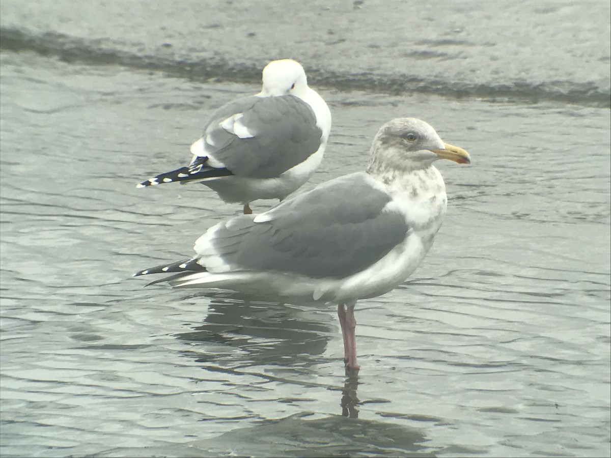 Western x Glaucous-winged Gull (hybrid) - ML87045691