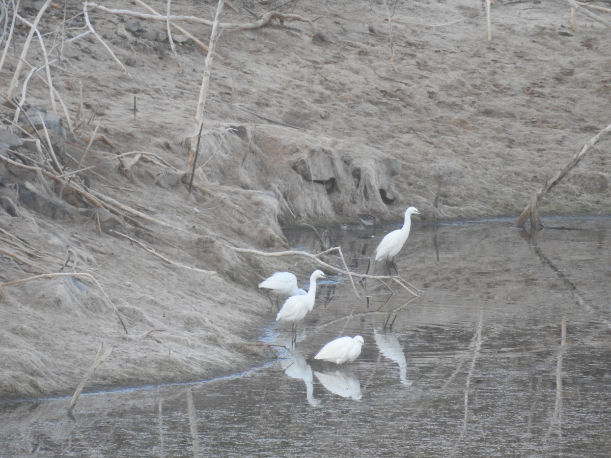 Little Egret - ML87045931