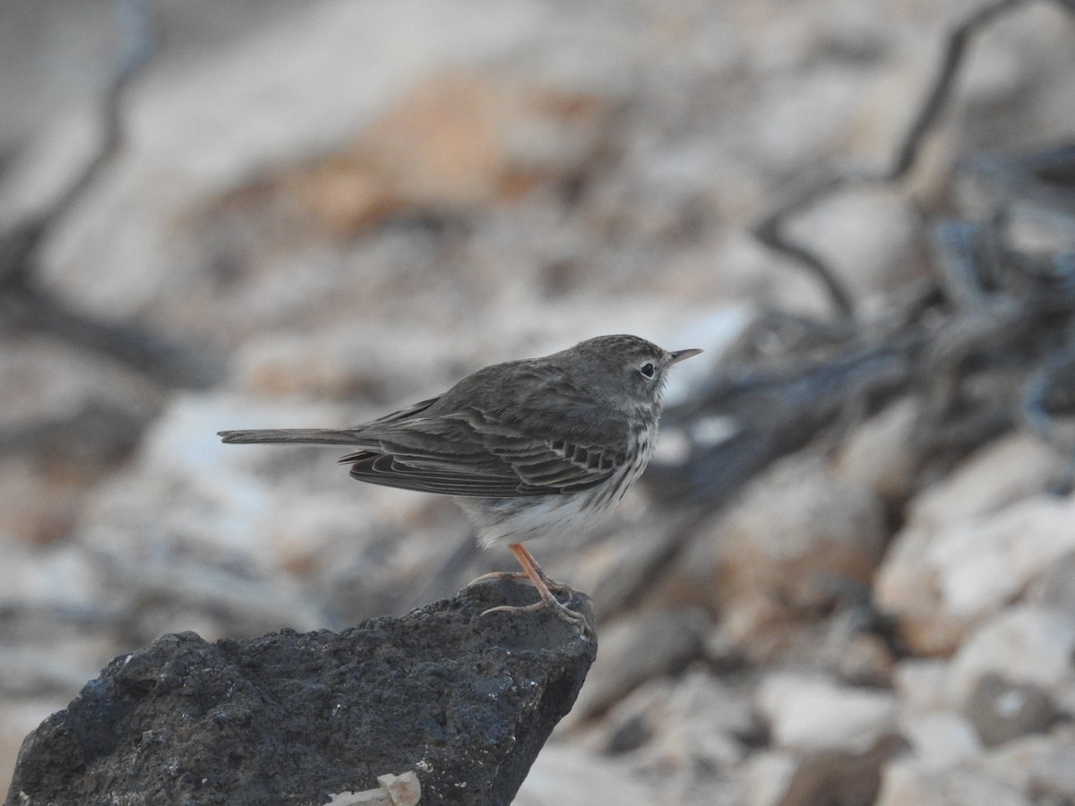 Berthelot's Pipit - ML87046091