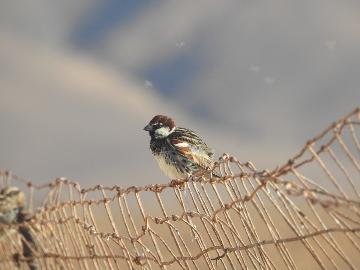 Spanish Sparrow - ML87046261