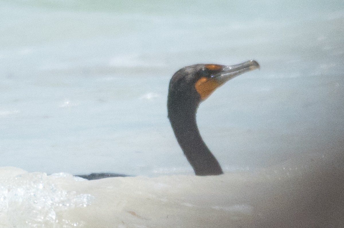 Double-crested Cormorant - ML87047821