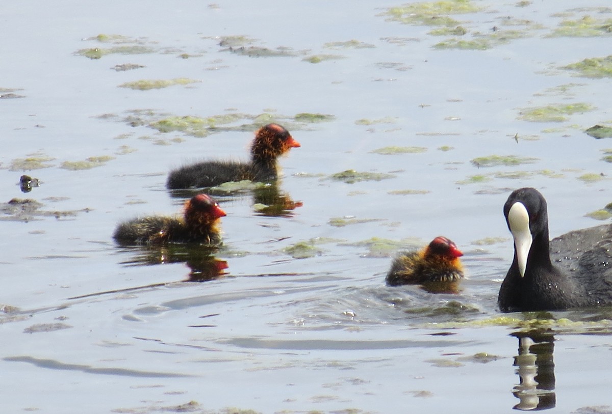 Hawaiian Coot - ML87048161