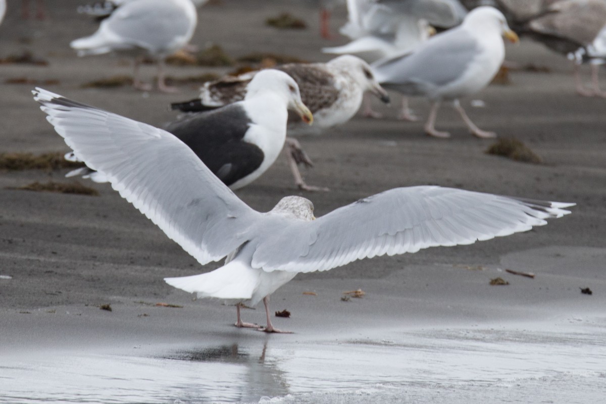 Herring x Glaucous Gull (hybrid) - ML87048401