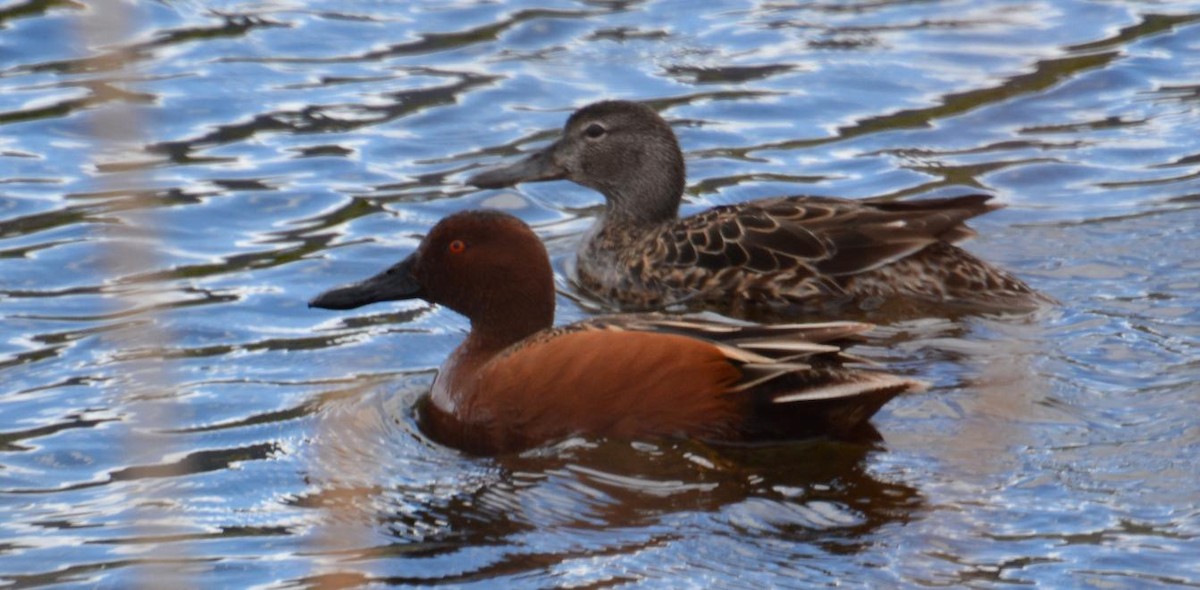 Cinnamon Teal - ML87049201