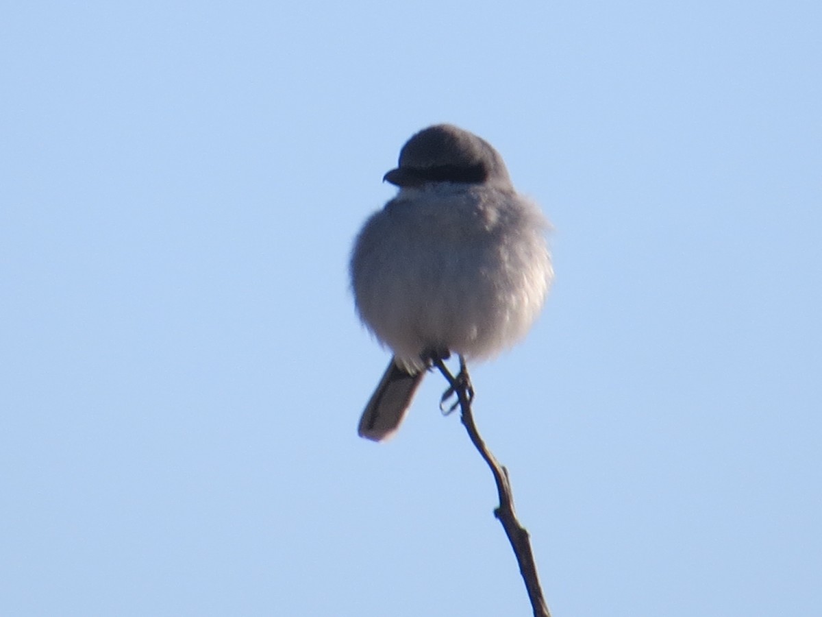 Loggerhead Shrike - ML87049341