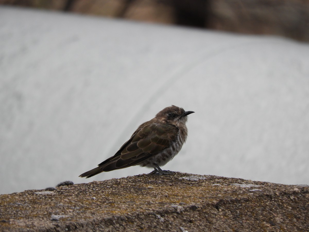 Horsfield's Bronze-Cuckoo - Anonymous