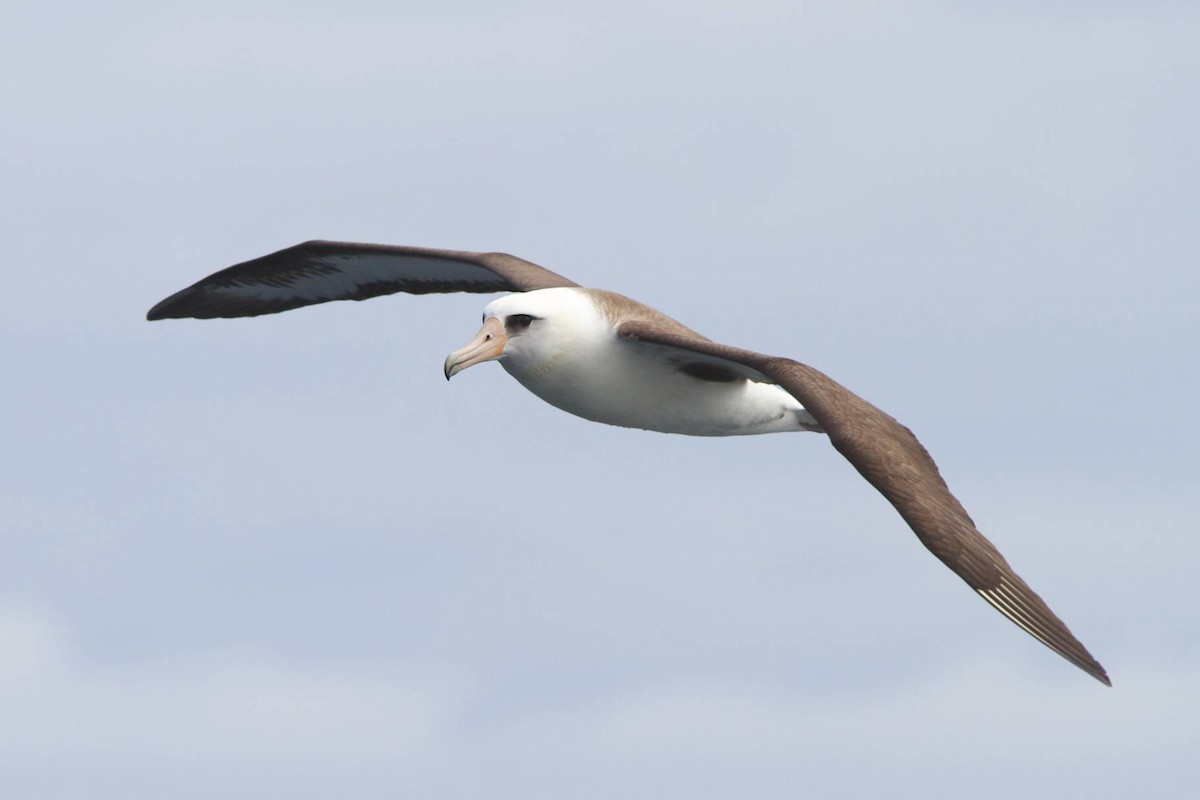 Laysan Albatross - Doug Hitchcox