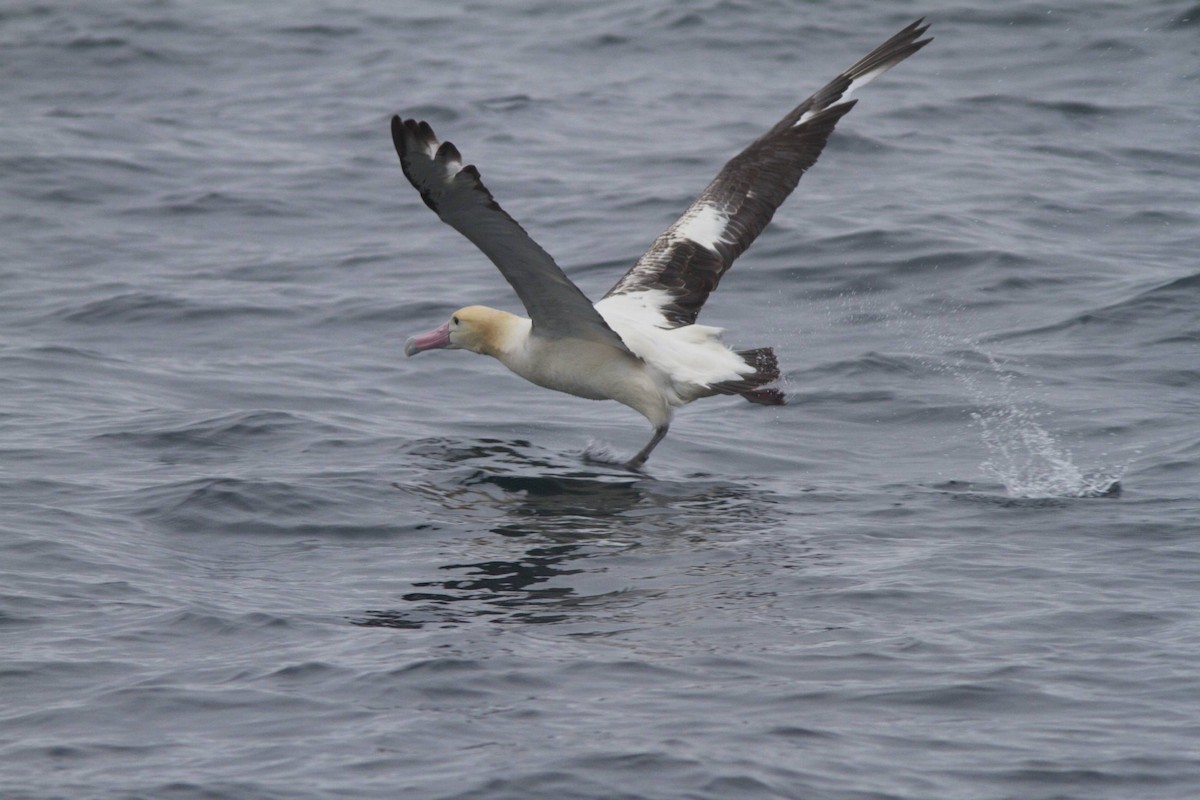 Short-tailed Albatross - Doug Hitchcox