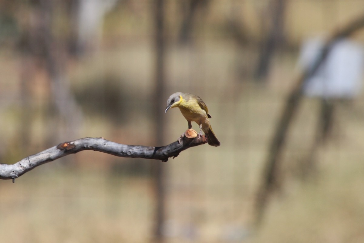 Gray-headed Honeyeater - ML87054241