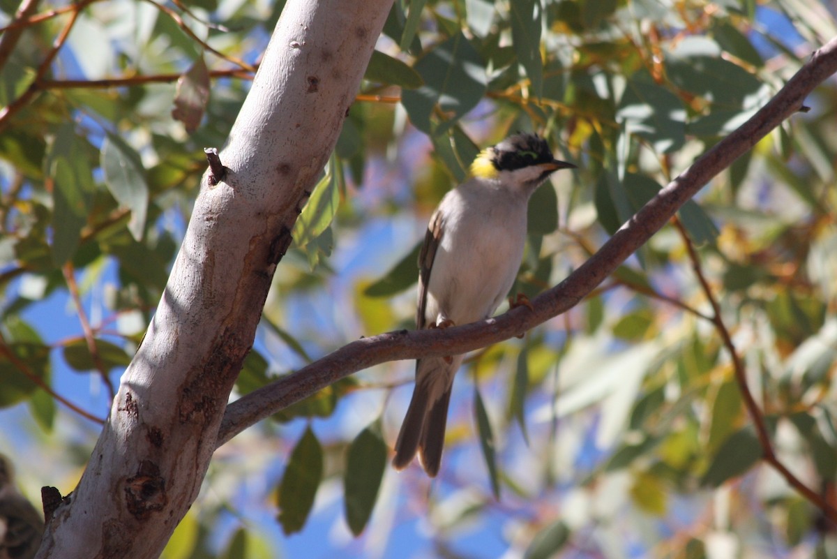 Black-chinned Honeyeater - ML87054271