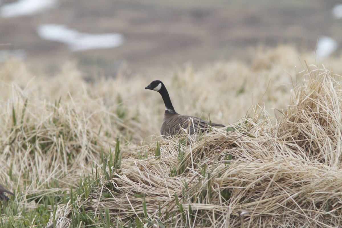 Cackling Goose (Aleutian) - ML87054641