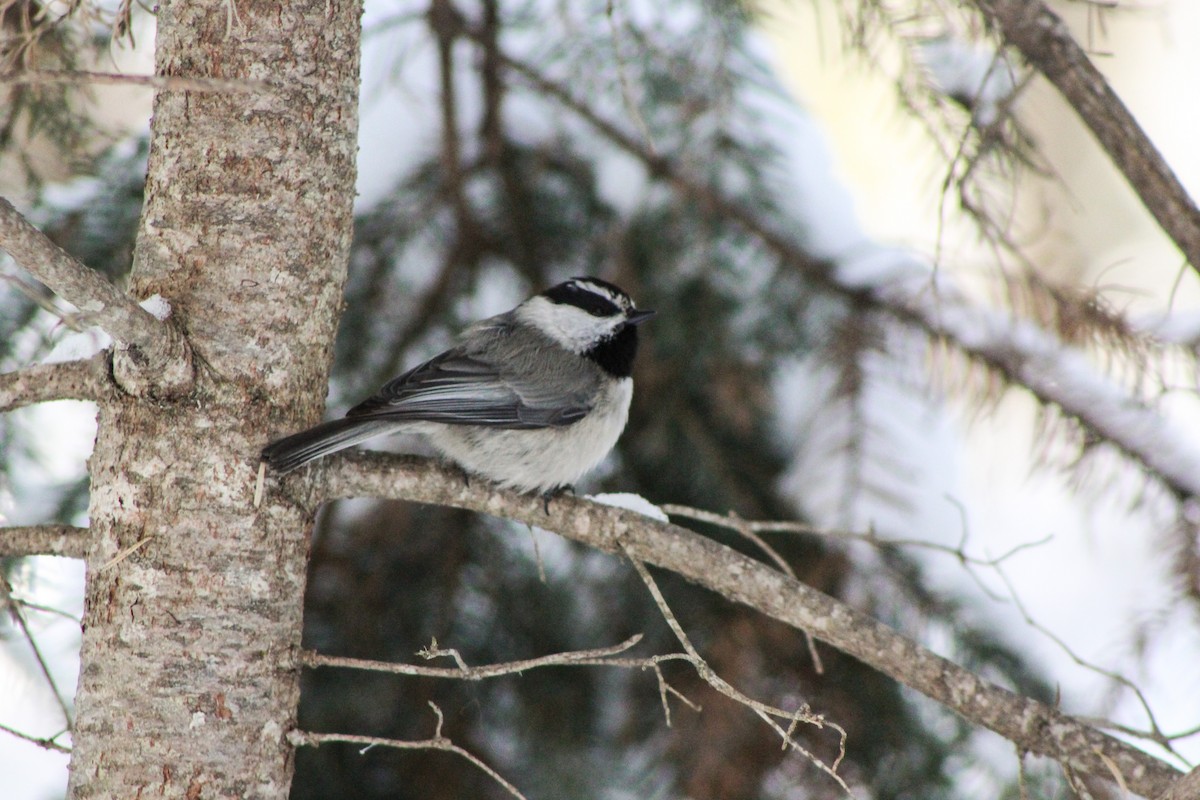 Mountain Chickadee - ML87054921