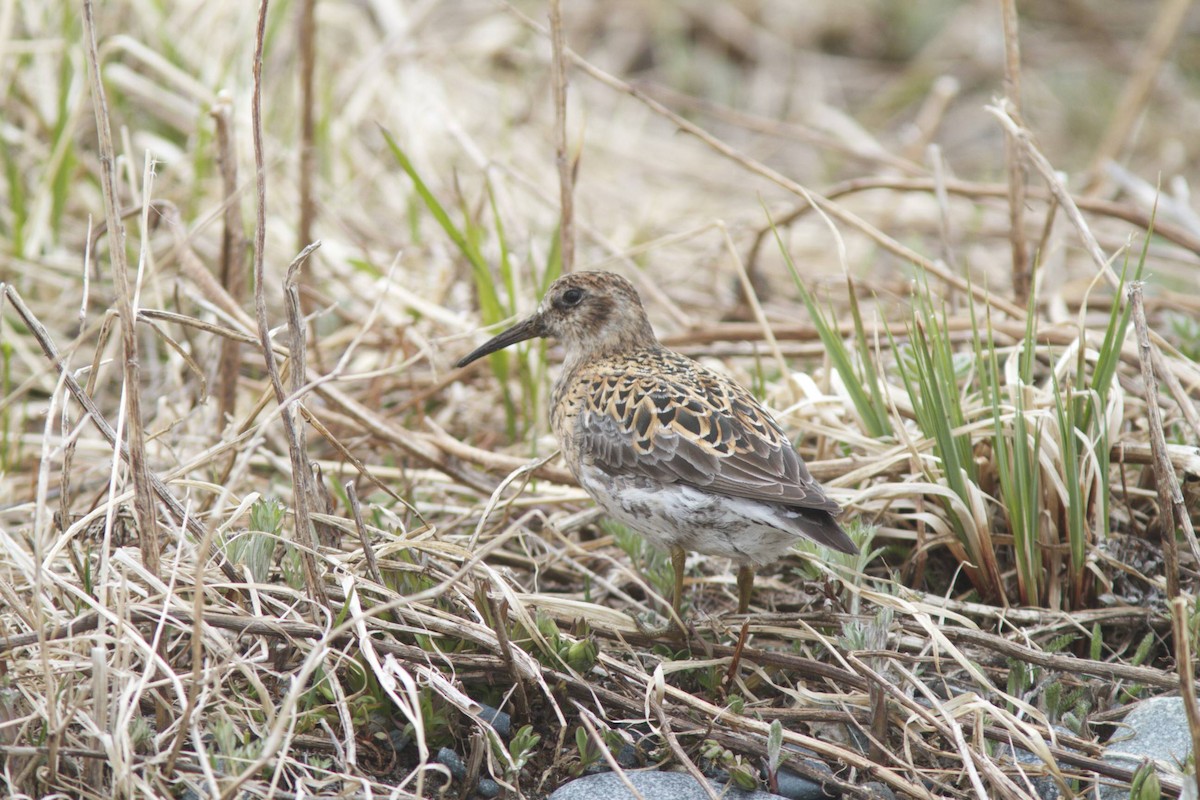 Rock Sandpiper - ML87055021