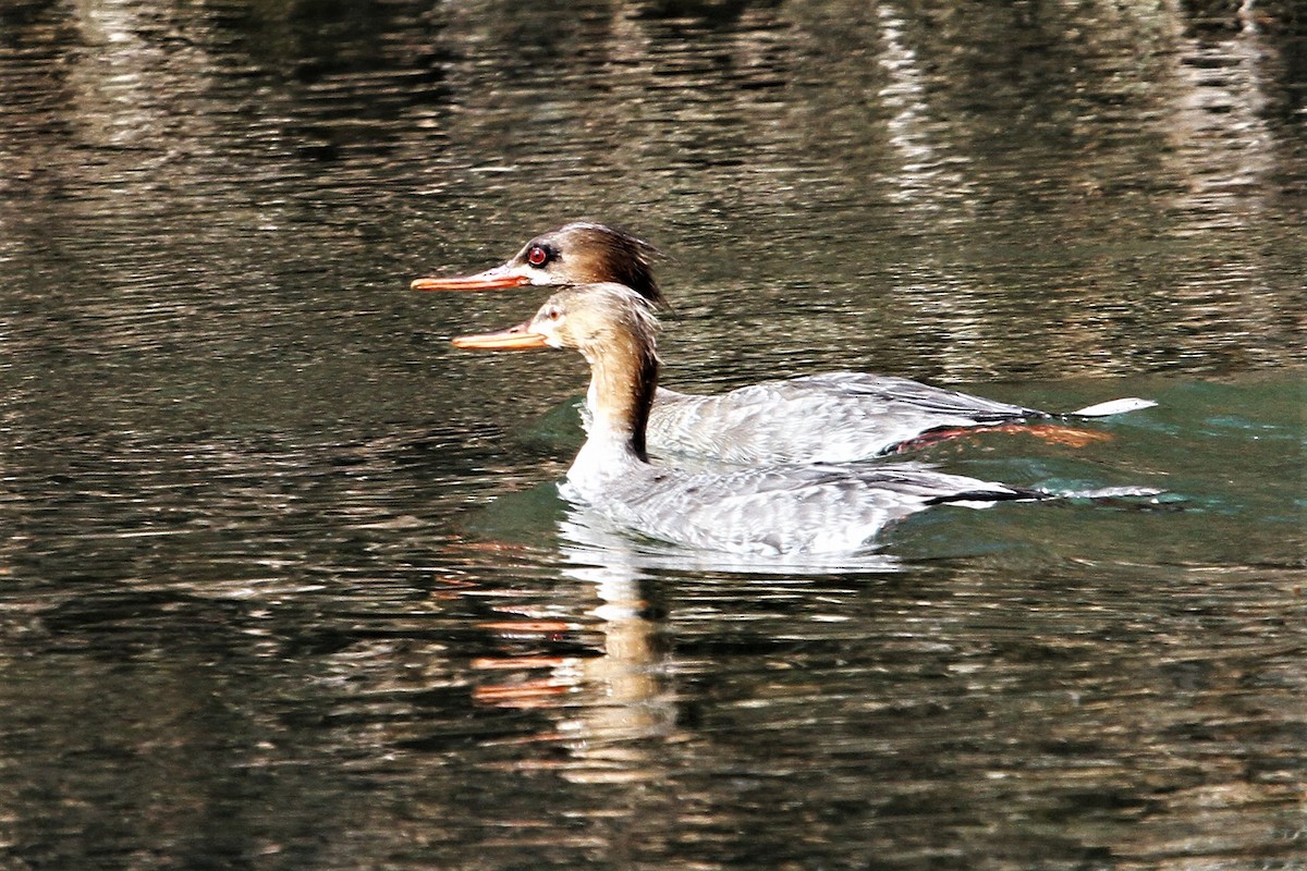 Red-breasted Merganser - Mary Barritt