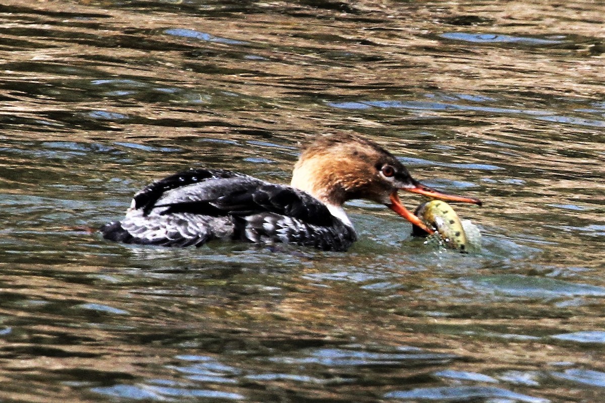 Red-breasted Merganser - Mary Barritt