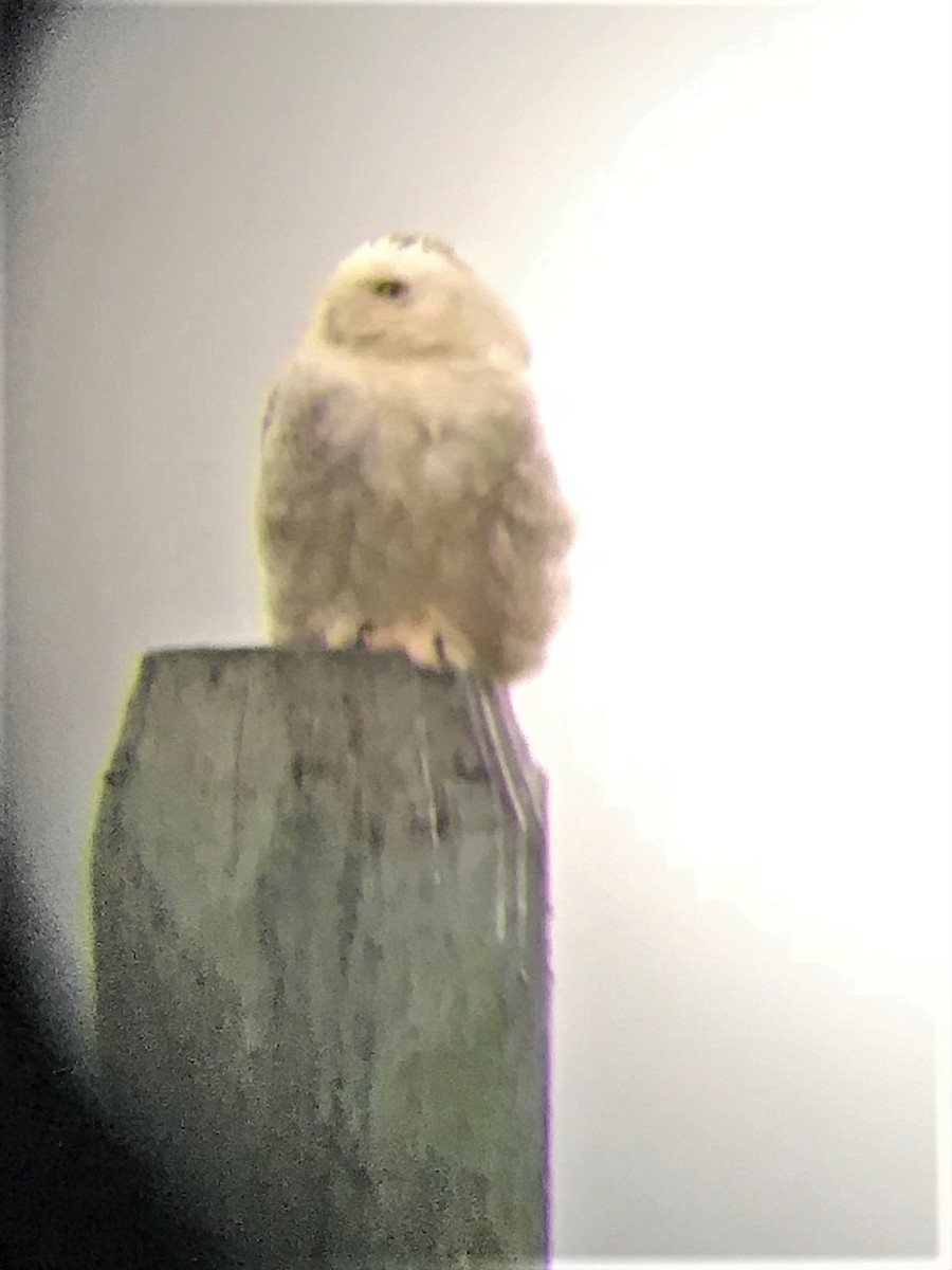 Snowy Owl - ML87059861