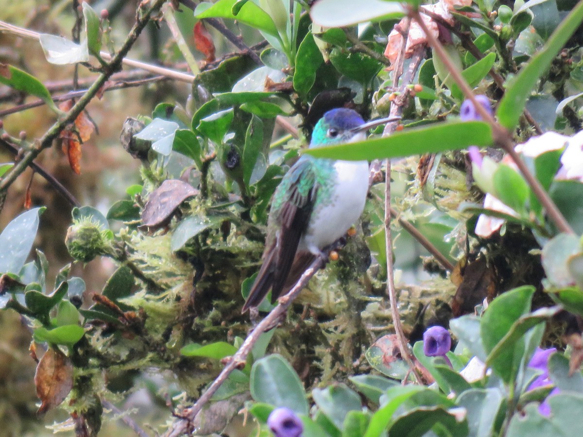 Andean Emerald - ML87061841