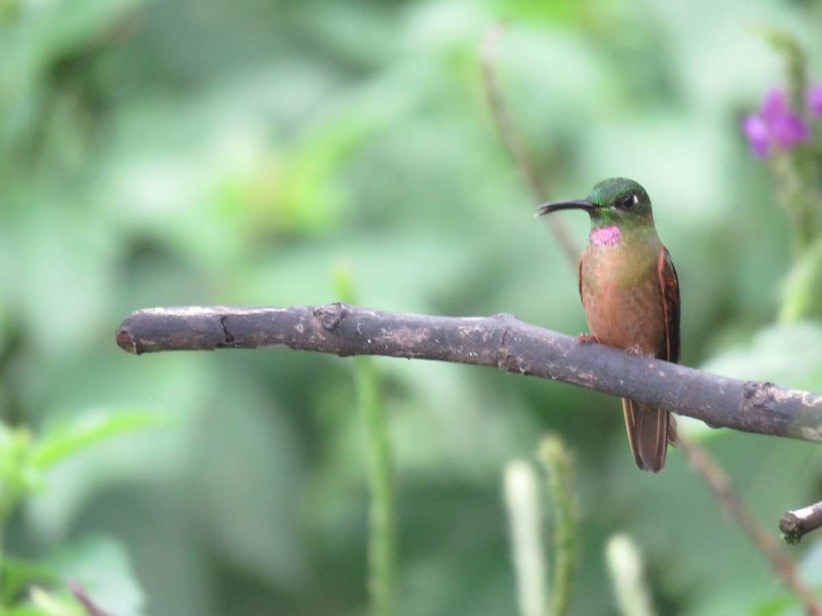 kolibřík hnědobřichý - ML87062801