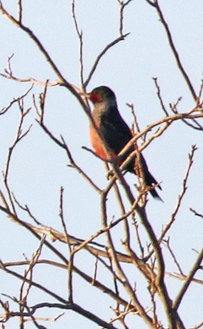 Lewis's Woodpecker - ML87065251