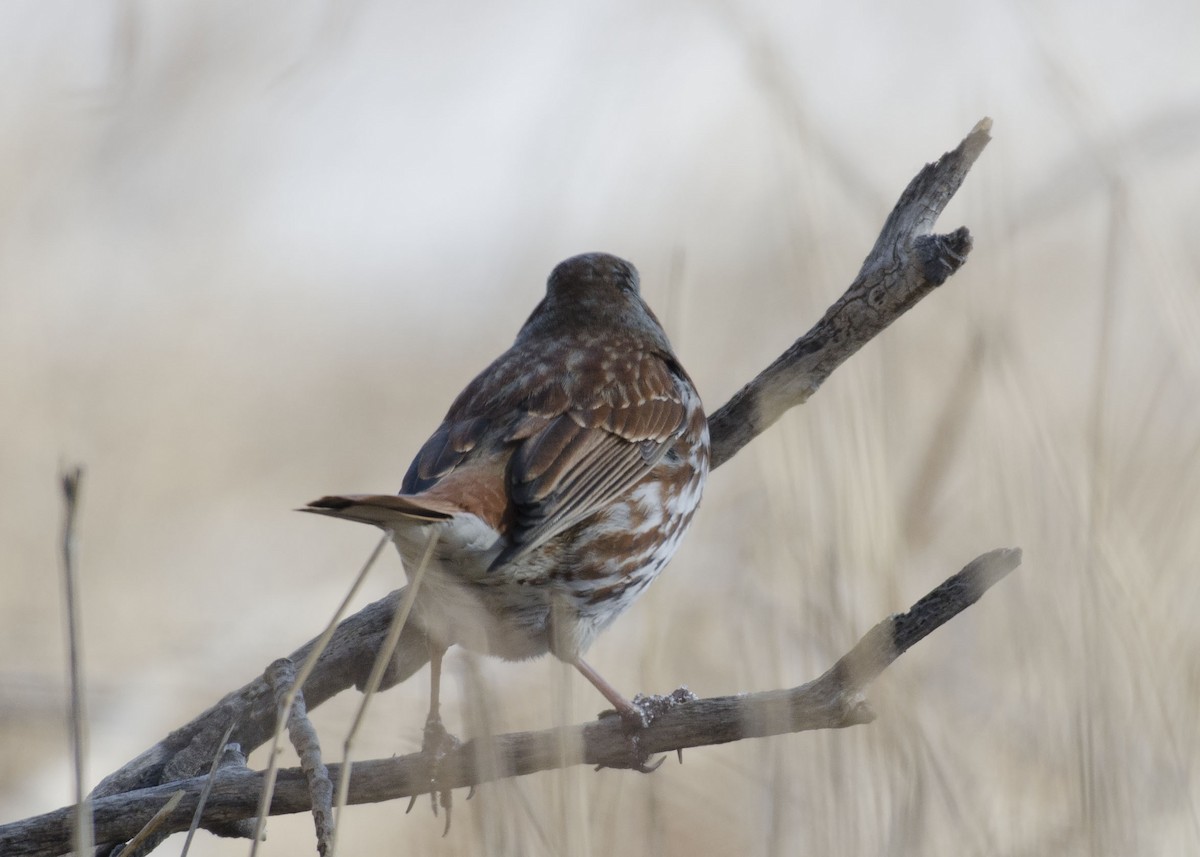 Fox Sparrow (Red) - ML87066351