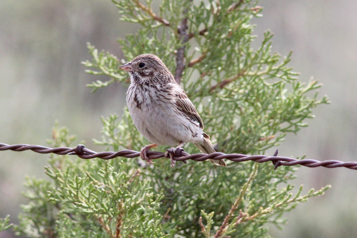 Vesper Sparrow - ML87067111