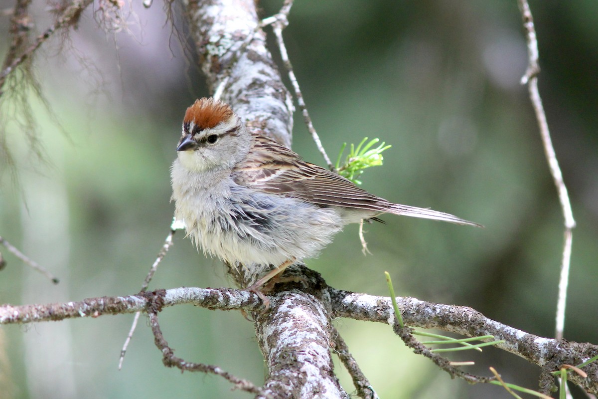 Chipping Sparrow - ML87067191