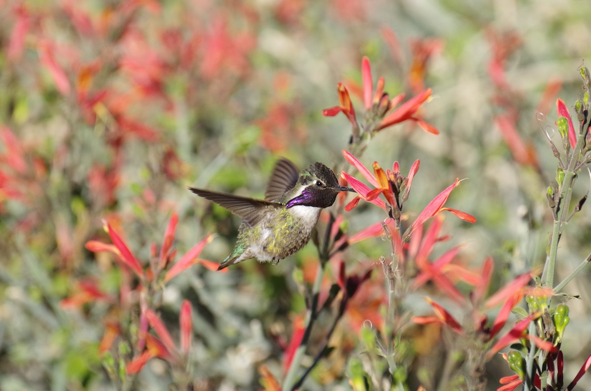 Costa's Hummingbird - James Taylor