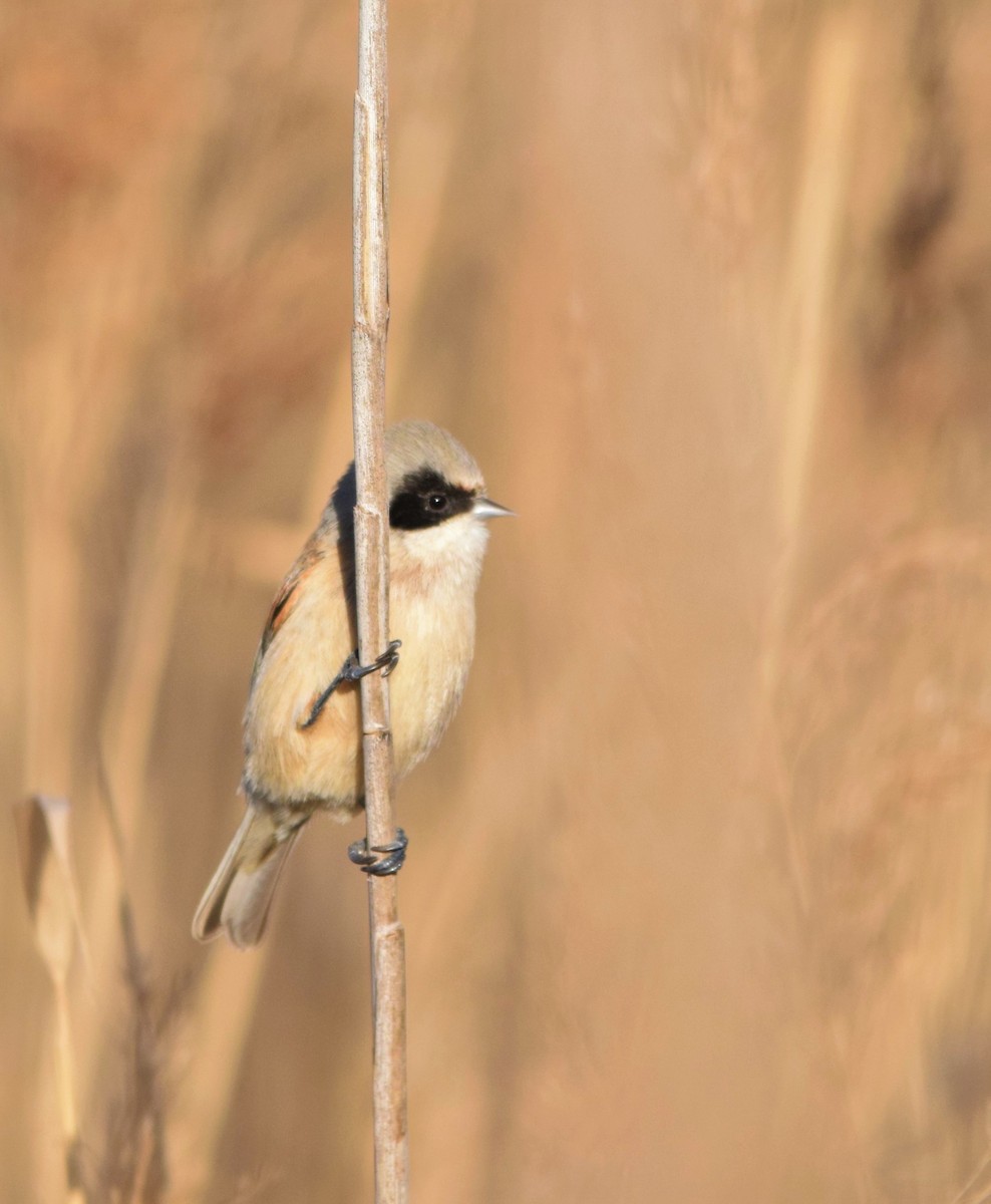 Rémiz penduline - ML87068601