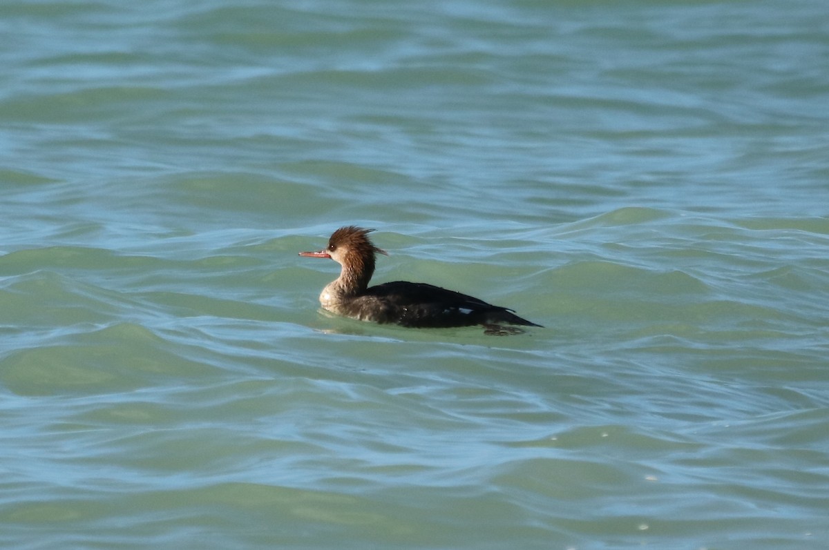 Red-breasted Merganser - ML87071691