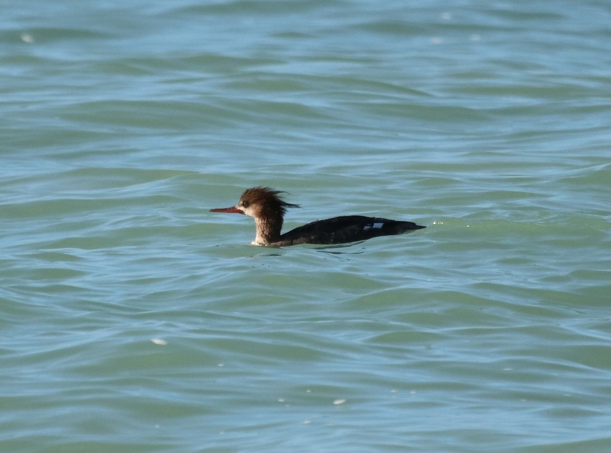 Red-breasted Merganser - ML87071701