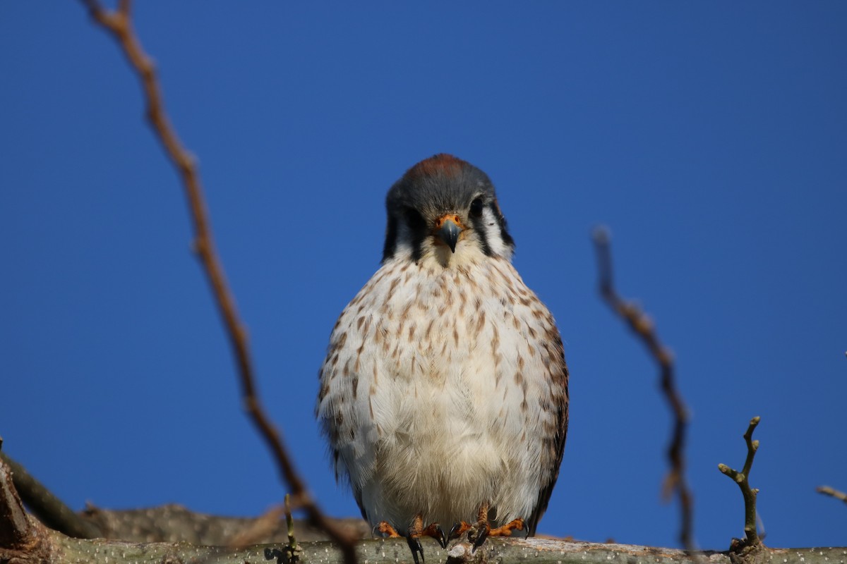 American Kestrel - ML87072161