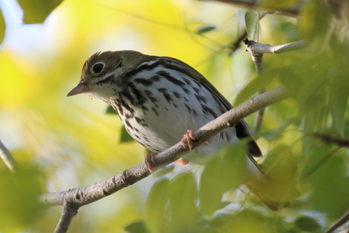 Ovenbird - ML87072181