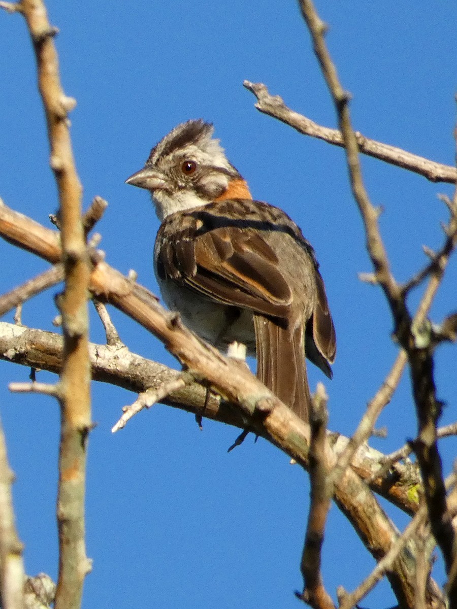 Rufous-collared Sparrow - ML87073071