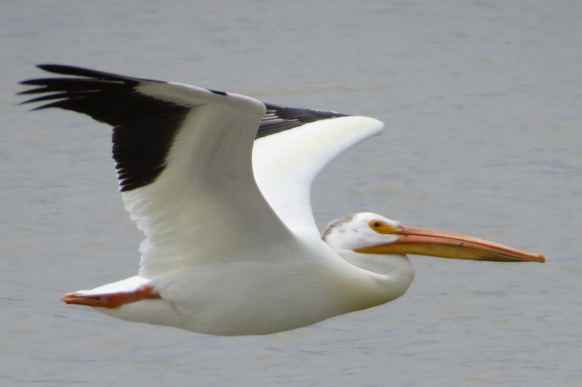 American White Pelican - ML87074491