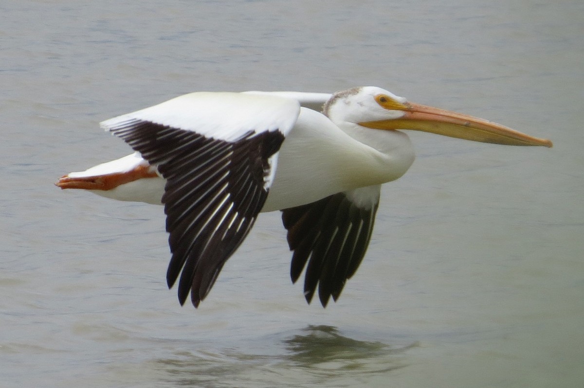 American White Pelican - ML87074501