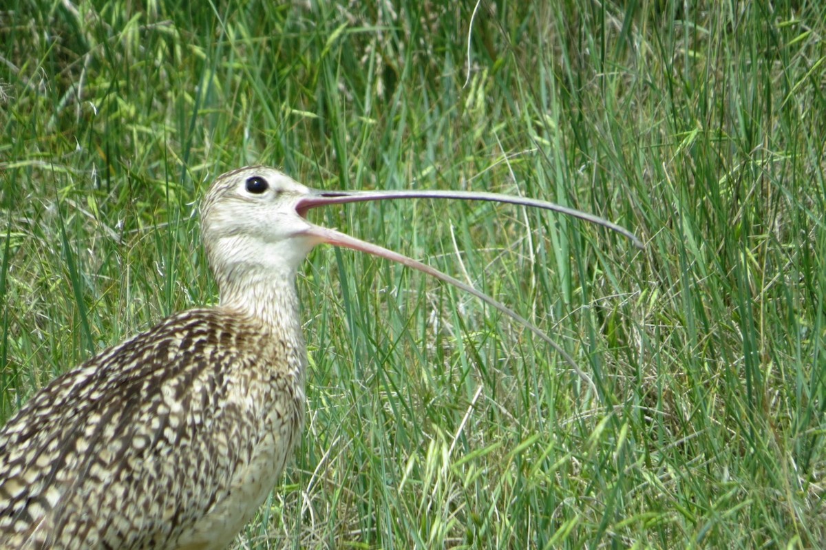 Long-billed Curlew - ML87076231