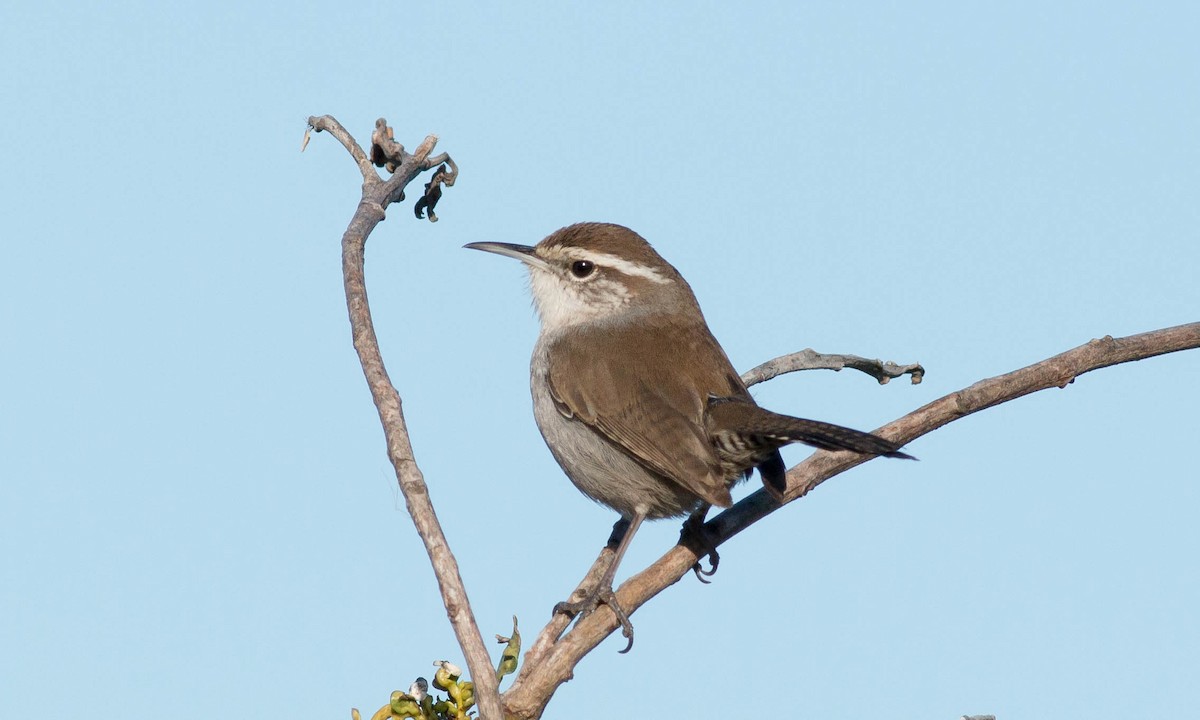 Bewick's Wren (spilurus Group) - ML87076691